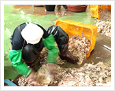 切开解冻鱿鱼的肚子，分离内脏和鱿鱼脚。