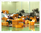 切开解冻鱿鱼的肚子，分离内脏和鱿鱼脚。