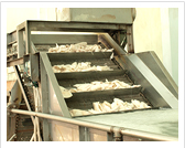 清洗与筛选：清洗冷却的鱿鱼，并进行筛选。